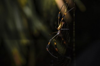 Creepy night shot, Golden silk spider (Trichonephila clavipes) spider web, Tortuguero National