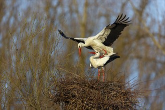 White stork (Ciconia ciconia), stork marriage, mating, copula, Altlu?heim, Germany, Europe