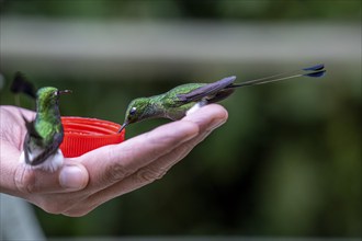 White-booted racket-tail (Ocreatus underwoodii), sitting on a hand, Mindo Forest Reserve, Mindo,