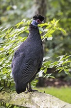 Crested guineafowl (Guttera pucherani) native to Sub-Saharan Africa