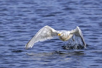 European herring gull (Larus argentatus) adult seagull taking off from sea water surface along the