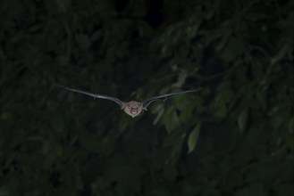 Common pipistrelle (Pipistrellus pipistrellus) hunting insects in front of deciduous forest,