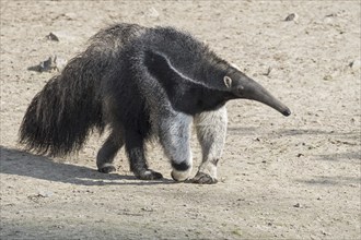 Giant anteater (Myrmecophaga tridactyla), ant bear insectivore native to Central and South America