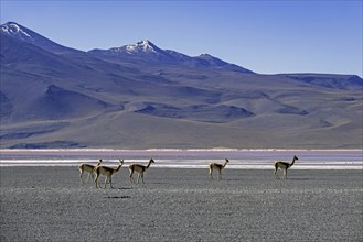 Vicuñas (Vicugna vicugna) on the shore of the Laguna Colorada, Red Lagoon, salt lake in the Eduardo