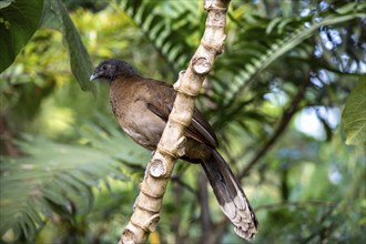 Grey-headed guan (ortalis cinereiceps), bird sitting on a branch, Monteverde cloud forest, Monte