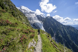 Mountaineer between alpine roses on a hiking trail, impressive mountain landscape with glacier,