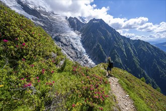 Mountaineer between alpine roses on a hiking trail, impressive mountain landscape with glacier,