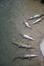 American crocodile (Crocodylus acutus) swimming in the water, from above, Rio Tarcoles, Carara