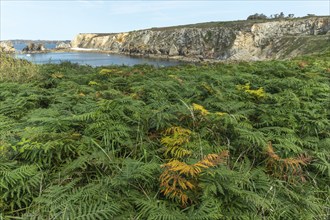 Landscape on the coast of the Iroise Sea. Camaret, Crozon, Finistere, Brittany, France, Europe