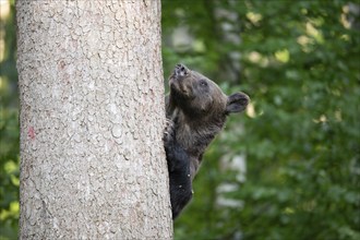 European brown bear or Eurasian brown bear (Ursus arctos arctos), female brown bear in the forest,