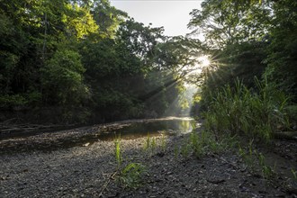 Atmospheric morning light with sun star and sun rays, at a stream in the tropical rainforest,