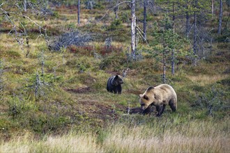 Female bear with cub (Ursus arctos), strikingly light-coloured fur, in the forest, looking for