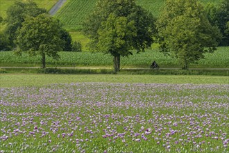 Cyclist at the purple poppy field near Bernsen Auetal Germany