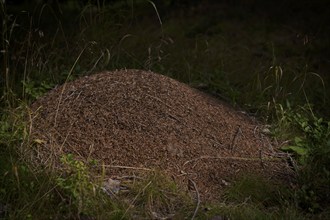 Ant hill, anthill, wood ants, at the biotope, moor, Schwarze Lacke, Vigiljoch, Glaubensweg, near