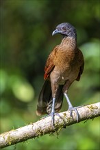 Grey-headed guan (ortalis cinereiceps), bird sitting on a branch, Heredia province, Costa Rica,