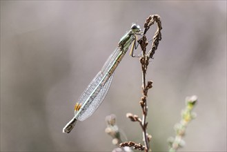 Emerald Damselfly (Lestes viridis), Emsland, Lower Saxony, Germany, Europe