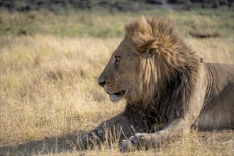 Lion (Panthera leo), adult male, animal portrait, lying in dry grass, Khwai, Okavango Delta, Moremi