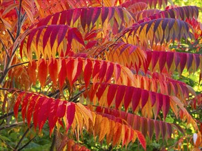 Stag's horn sumach (Rhus typhina), leaves in autumn colour, Hessen, Germany, Europe