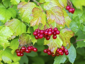 Guelder Rose or European Cranberry (viburnum opulus), ripe red berries covered in water droplets in