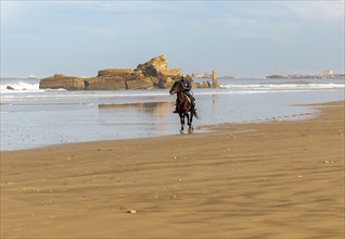 Horse riding on sandy beach, Essaouira, Morocco, north Africa, Africa