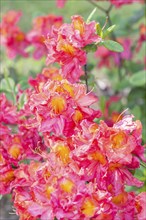 Blooming rhododendron in the botanical garden in spring