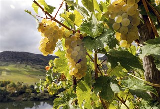 Riesling grapes in one of the steepest vineyards in Europe, Neef, 30/09/2020