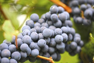 Close-up of ripe blue-green grapes near Meckenheim, Palatinate