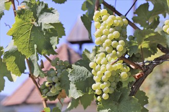 Close-up of white grapes on vines in the Palatinate