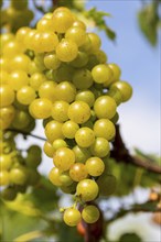 White grapes on a vine