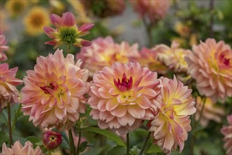 Dahlias (Dahlia), Rhineland-Palatinate, Germany, Europe