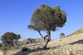 Olive trees in semi desert area near Rodalquilar, Cabo de Gata natural park, Almeria, Spain, Europe