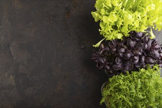 Set of boxes with microgreen sprouts of purple basil, marigold, lettuce on black concrete