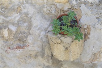 A small plant growing in a pot embedded in a stone wall, Provence, France, Europe