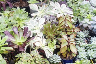 Various types of succulent in flower pots in the greenhouse. Closeup, selective focus