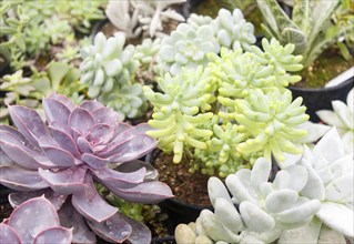 Various types of succulent in flower pots in the greenhouse. Closeup, selective focus