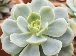 Beautiful succulent plant in greenhouse. Closeup, floral patterns, selective focus