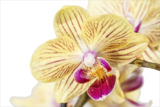 Beautiful orchids of different colors on white and grey background. Phalaenopsis hybrids. Close up