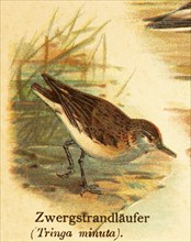 Little stint (Calidris minuta), World of Birds, historical illustration 1890