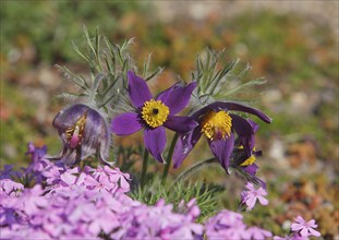 Common pasque flower (Pulsatilla vulgaris), North Rhine-Westphalia-Germany