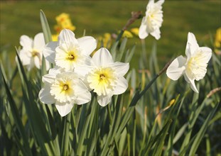 Large-crowned narcissus (Narcisuss), North Rhine-Westphalia, Germany, Europe