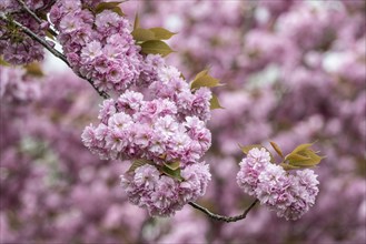 Japanese flowering cherry (Prunus serrulata Kanzan), Emsland, Lower Saxony, Germany, Europe