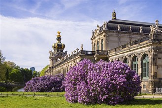 The lilacs bloom magnificently at the Zwinger moat, Dresden, Saxony, Germany, Europe