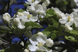 Apple blossoms on a tree in an orchard in the Osterzgebirge, Bannewitz, Saxony, Germany, Europe