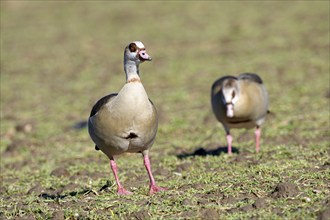 Egyptian goose (Alopochen aegyptiaca), two adult birds, pair, Wesel, Lower Rhine, North