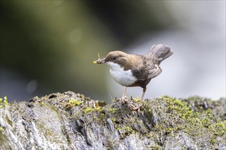 White-throated Dipper (Cinclus cinclus), at a torrent with prey in its beak, Rhineland-Palatinate,