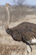 South African ostrich (Struthio camelus australis), adult female standing in dry grassland, alert,