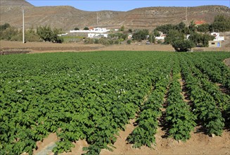 Crop of potatoes growing in field at Cardon, Fuerteventura, Canary Islands, Spain, Europe