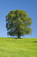 Large lime tree in Oberägeri, Canton Zug, Switzerland, Europe