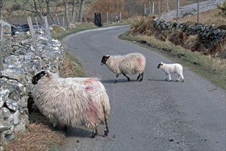 Sheep on the road, lamb, County Donegal, Republic of Ireland, April 1996, vintage, retro, old,