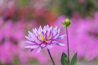 Pink dahlias (Dahlia), Rhineland-Palatinate, Germany, Europe